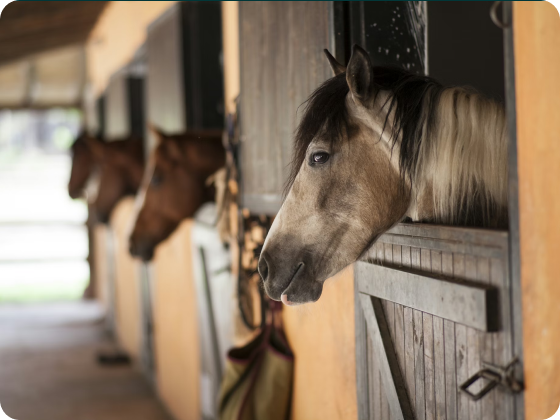img-woman-horse